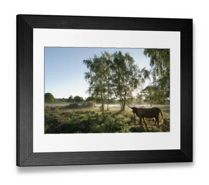 Framed Print : Highland Cattle, cow, backlit, standing in lowland heathland habitat at dawn, Hothfield Heathlands, Kent, England, august