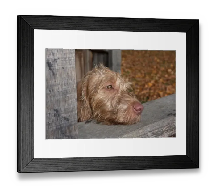 Framed Print : Domestic Dog, Wire-haired Hungarian Vizsla, female puppy, close-up of head, resting on park shelter, England, october Framed Print : Domestic Dog, Wire-haired Hungarian Vizsla, female puppy, close-up of head, resting on park shelter, England, october