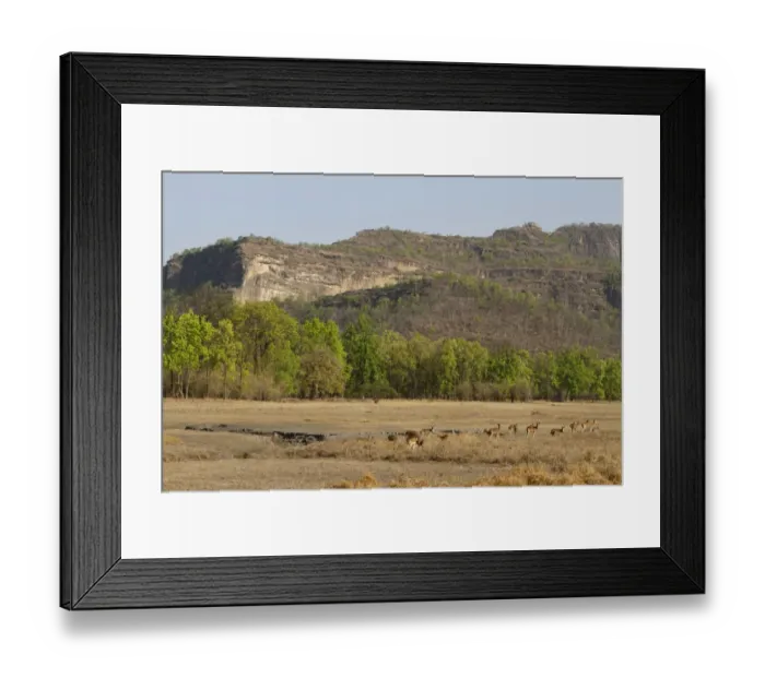 Framed Print : Spotted Deer (Axis axis) herd, standing in habitat, Bandhavgarh N. P. Madhya Pradesh, India Framed Print : Spotted Deer (Axis axis) herd, standing in habitat, Bandhavgarh N. P. Madhya Pradesh, India