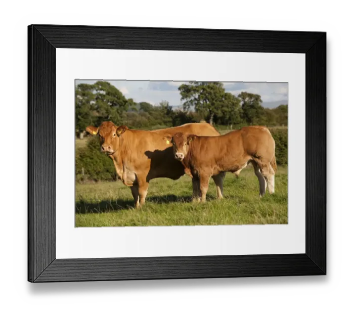 Framed Print : Domestic Cattle, Limousin cow with bull calf, standing in pasture, Cumbria, England, august Framed Print : Domestic Cattle, Limousin cow with bull calf, standing in pasture, Cumbria, England, august