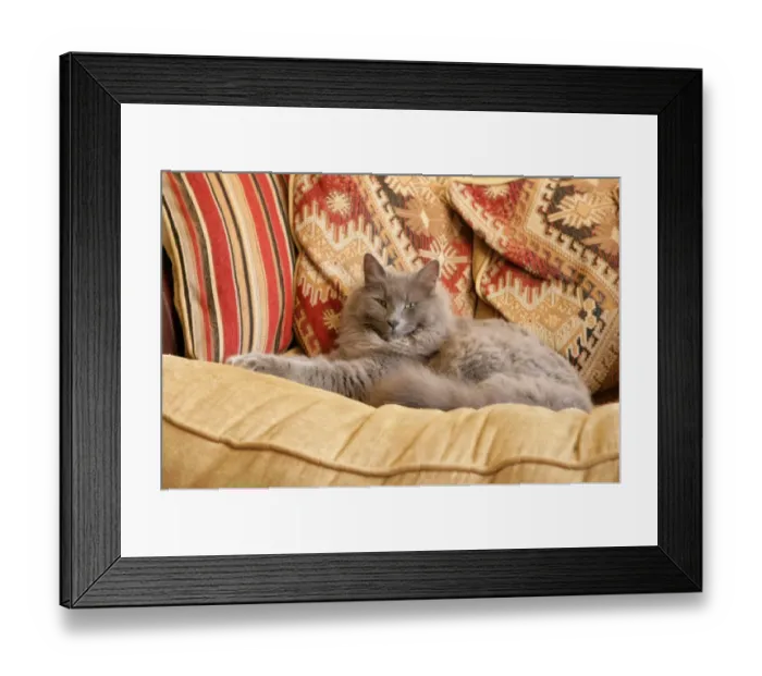 Framed Print : Domestic Cat, grey adult, resting on sofa, England Framed Print : Domestic Cat, grey adult, resting on sofa, England