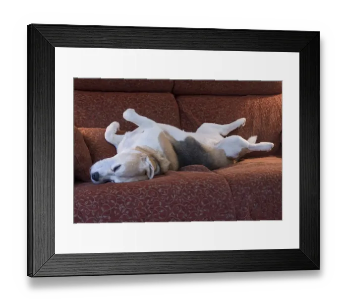 Framed Print : Domestic Dog, Beagle, elderly adult, sleeping on sofa, England Framed Print : Domestic Dog, Beagle, elderly adult, sleeping on sofa, England