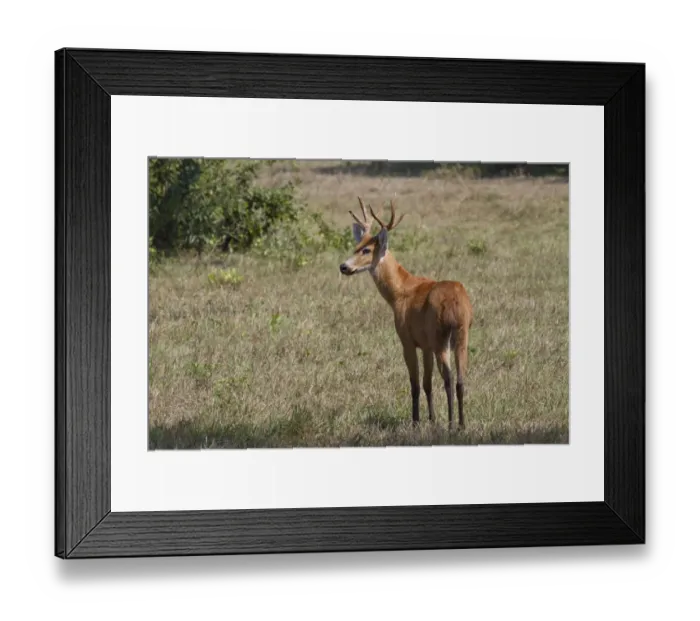 Framed Print : Marsh Deer (Blastocerus dichotomus) adult male, standing in savannah, Pantanal, Mato Grosso, Brazil Framed Print : Marsh Deer (Blastocerus dichotomus) adult male, standing in savannah, Pantanal, Mato Grosso, Brazil