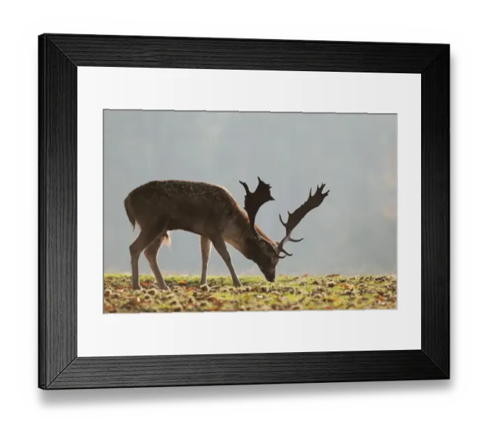 Framed Print : Fallow Deer (Dama dama) buck, feeding, Kent, England, october Framed Print : Fallow Deer (Dama dama) buck, feeding, Kent, England, october