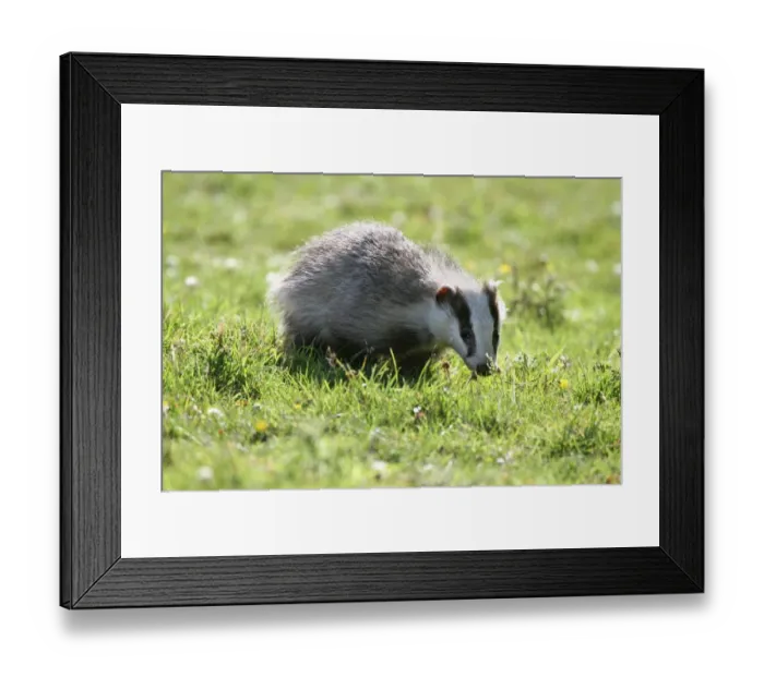 Framed Print : Eurasian Badger (Meles meles) cub, foraging in daylight after long dry spell, Steyning, West Sussex, England, june