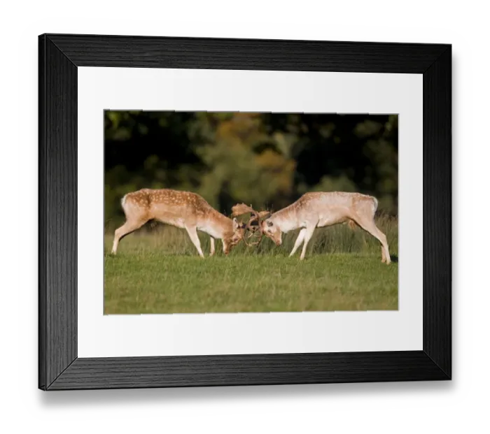 Framed Print : Fallow Deer (Dama dama) two bucks, fighting, during rutting season, Suffolk, England, october Framed Print : Fallow Deer (Dama dama) two bucks, fighting, during rutting season, Suffolk, England, october