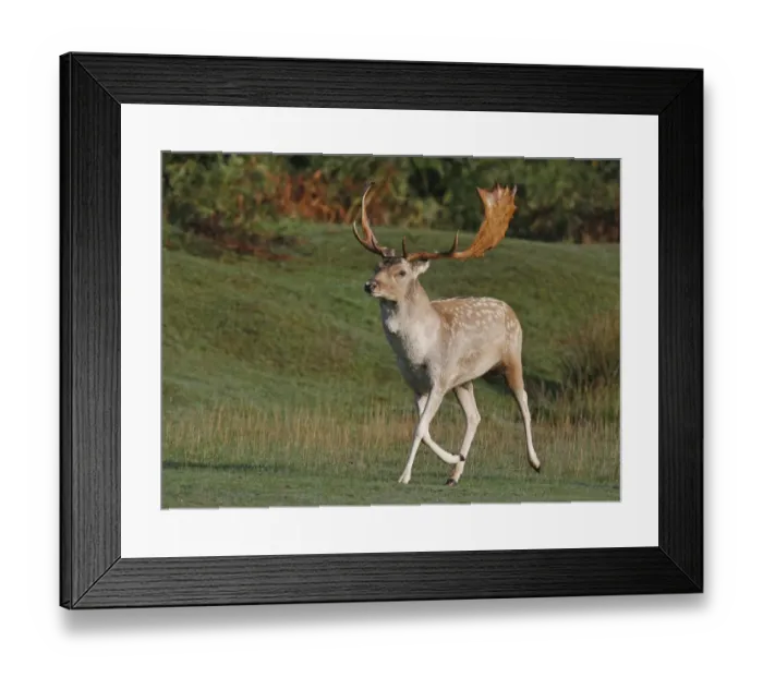Framed Print : Fallow Deer (Dama dama) buck, trotting towards rival during rut, Leicestershire, England, september
