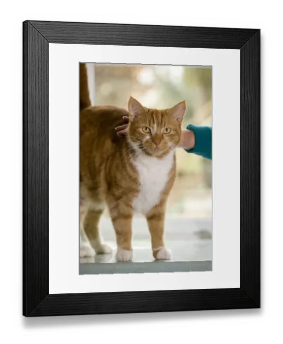 Framed Print : Domestic Cat, ginger and white tabby, adult, standing on worktop, being stroked by owner, England Framed Print : Domestic Cat, ginger and white tabby, adult, standing on worktop, being stroked by owner, England