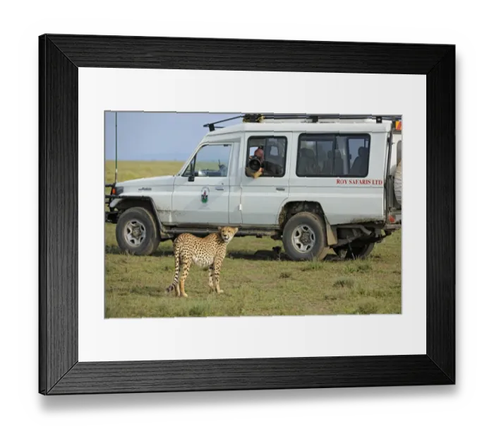 Framed Print : Cheetah (Acinonyx jubatus) adult female, with cubs resting in shade underneath safari vehicle with photographer, Serengeti N. P. Tanzania Framed Print : Cheetah (Acinonyx jubatus) adult female, with cubs resting in shade underneath safari vehicle with photographer, Serengeti N. P. Tanzania