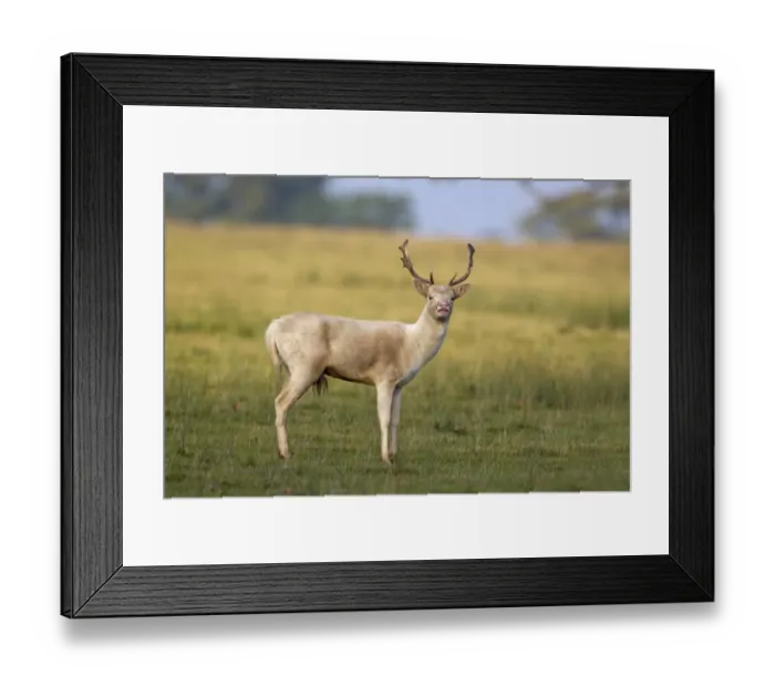 Framed Print : Fallow Deer (Dama dama) pale form, buck, in flehmen during rutting season, Helmingham Hall Deer Park, Suffolk, England, october Framed Print : Fallow Deer (Dama dama) pale form, buck, in flehmen during rutting season, Helmingham Hall Deer Park, Suffolk, England, october