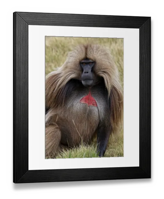 Framed Print : Gelada (Theropithecus gelada) adult male, with bright red chest signaling patch, Simien Mountains, Ethiopia