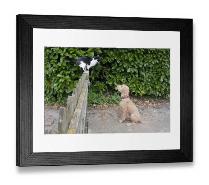 Framed Print : Domestic Dog, Wire-haired Hungarian Vizsla, female puppy, chasing Domestic Cat, standing on fence, England, october Framed Print : Domestic Dog, Wire-haired Hungarian Vizsla, female puppy, chasing Domestic Cat, standing on fence, England, october