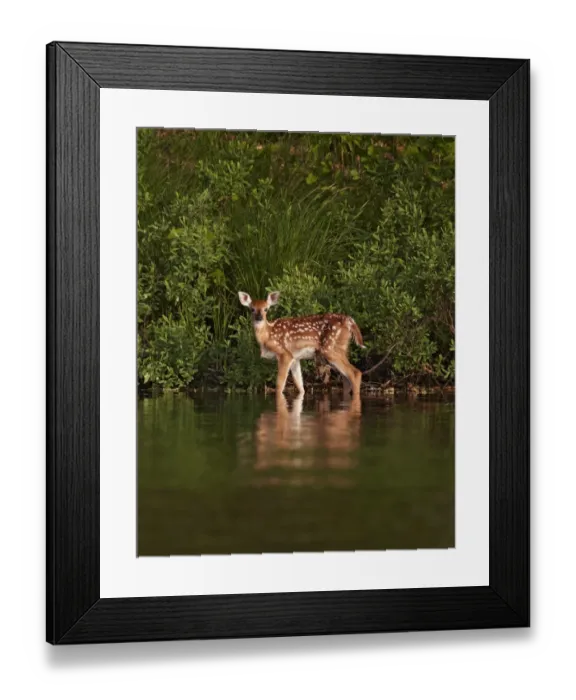 Framed Print : White-tailed Deer (Odocoileus virginianus) fawn, standing at edge of water, North Michigan, U. S. A. june Framed Print : White-tailed Deer (Odocoileus virginianus) fawn, standing at edge of water, North Michigan, U. S. A. june