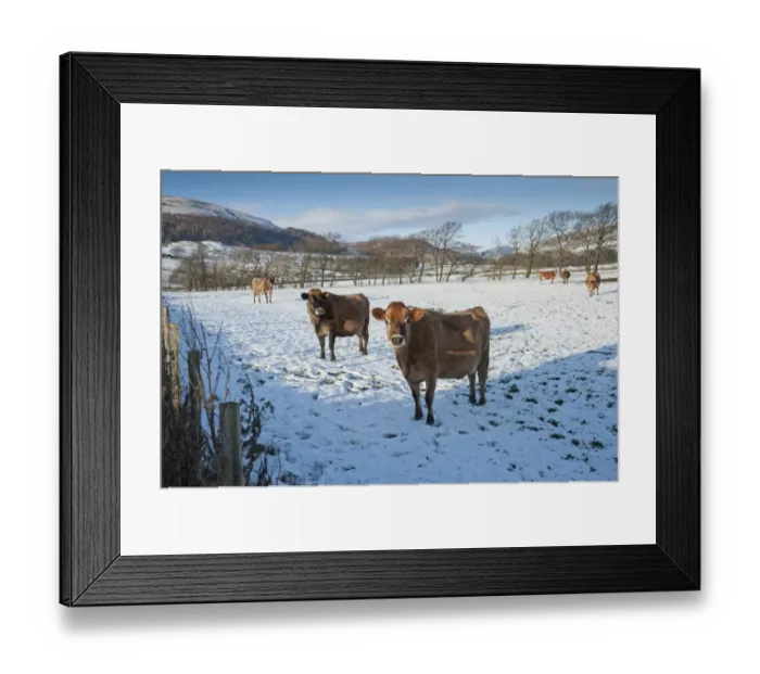 Framed Print : Domestic Cattle, Jersey cows, herd standing in snow covered pasture, Dunsop Bridge, Lancashire, England, december Framed Print : Domestic Cattle, Jersey cows, herd standing in snow covered pasture, Dunsop Bridge, Lancashire, England, december