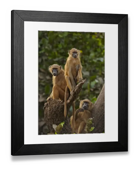 Framed Print : Guinea Baboon (Papio papio) immatures, sitting on tree stump, Niokolo-Koba, Senegal, october Framed Print : Guinea Baboon (Papio papio) immatures, sitting on tree stump, Niokolo-Koba, Senegal, october