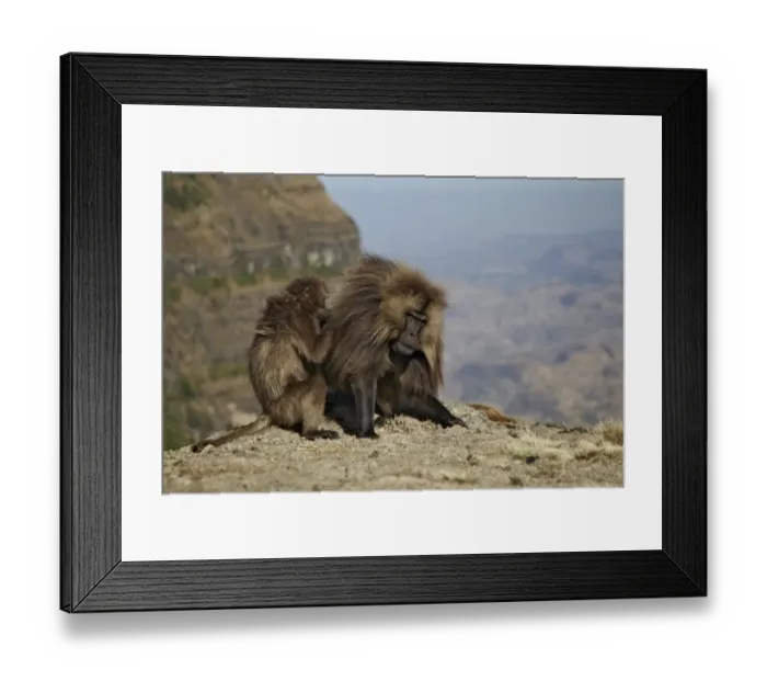 Framed Print : Gelada (Theropithecus gelada) adult male being groomed by female, Simien Mountains, Ethiopia Framed Print : Gelada (Theropithecus gelada) adult male being groomed by female, Simien Mountains, Ethiopia