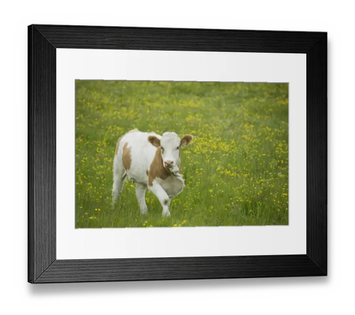 Framed Print : Domestic Cattle, beef calf, standing in pasture with flowering buttercups, Mainland, Orkney, Scotland, june Framed Print : Domestic Cattle, beef calf, standing in pasture with flowering buttercups, Mainland, Orkney, Scotland, june