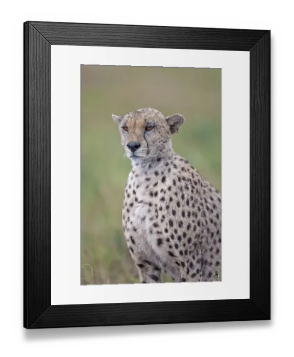 Framed Print : Cheetah (Acinonyx jubatus) adult, close-up of head and shoulders, during rainfall, Serengeti N. P. Tanzania, november Framed Print : Cheetah (Acinonyx jubatus) adult, close-up of head and shoulders, during rainfall, Serengeti N. P. Tanzania, november