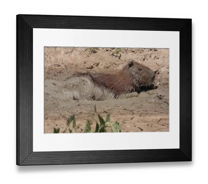 Framed Print : Capybara (Hydrochaerus hydrochaeris) adult, wallowing in mud, keeping cool at end of dry season, Pousada Araras, Mato Grosso, Brazil, august Framed Print : Capybara (Hydrochaerus hydrochaeris) adult, wallowing in mud, keeping cool at end of dry season, Pousada Araras, Mato Grosso, Brazil, august