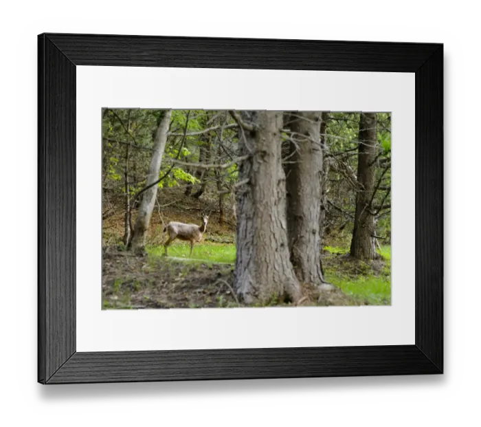 Framed Print : Pyrenean Chamois (Rupicapra pyrenaica) adult, standing in forest habitat, Ordesa y Monte Perdido N. P. Pyrenees, Aragon, Spain, june Framed Print : Pyrenean Chamois (Rupicapra pyrenaica) adult, standing in forest habitat, Ordesa y Monte Perdido N. P. Pyrenees, Aragon, Spain, june