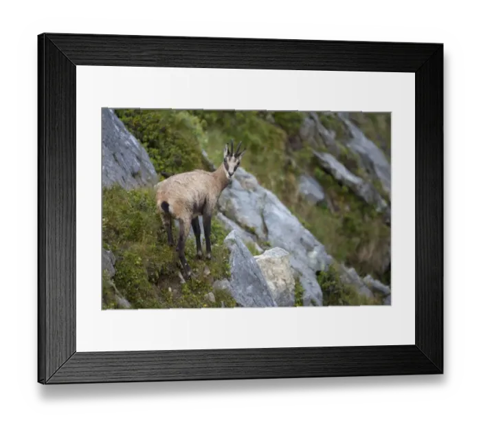 Framed Print : Alpine Chamois (Rupicapra rupicapra) adult, standing on slope, Niederhorn, Swiss Alps, Bernese Oberland, Switzerland, august Framed Print : Alpine Chamois (Rupicapra rupicapra) adult, standing on slope, Niederhorn, Swiss Alps, Bernese Oberland, Switzerland, august