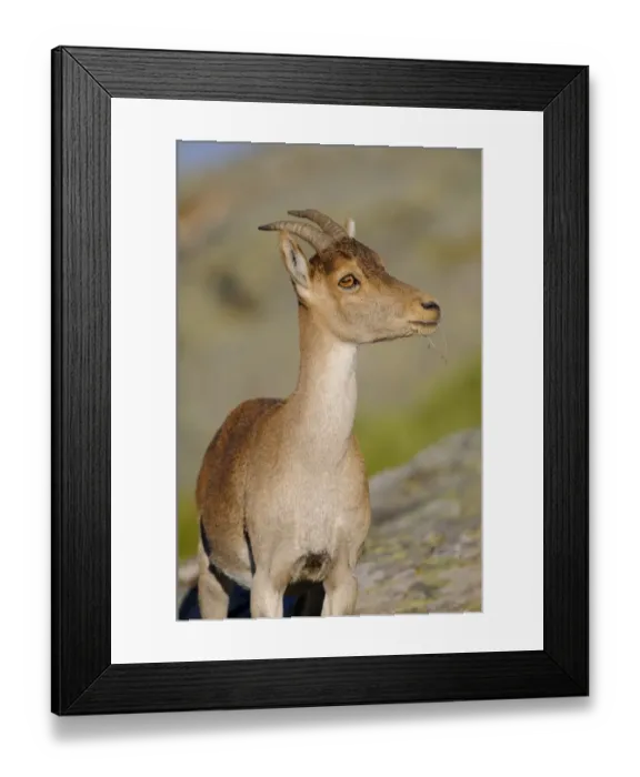 Framed Print : Western Spanish Ibex (Capra pyrenaica victoriae) adult female, close-up of head and chest, Pena de Francia, Parque Natural de Las Batuecas, Sierra de Francia, Salamanca, Castile and Leon, Spain, october