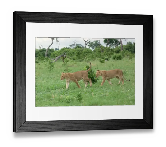 Framed Print : Lion (Panthera leo) two immatures, walking, Savute, Chobe N. P. Botswana Framed Print : Lion (Panthera leo) two immatures, walking, Savute, Chobe N. P. Botswana
