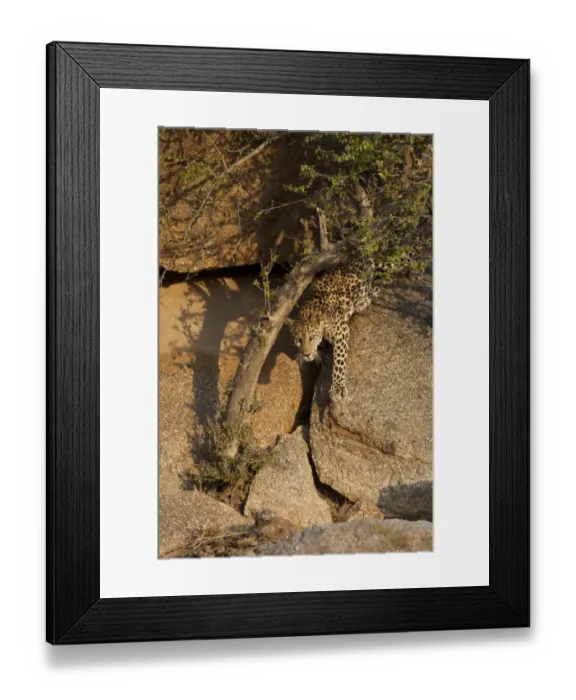 Framed Print : Indian Leopard (Panthera pardus fusca) adult female, stalking, climbing down rocks, Aravelli Hills, Rajasthan, India Framed Print : Indian Leopard (Panthera pardus fusca) adult female, stalking, climbing down rocks, Aravelli Hills, Rajasthan, India