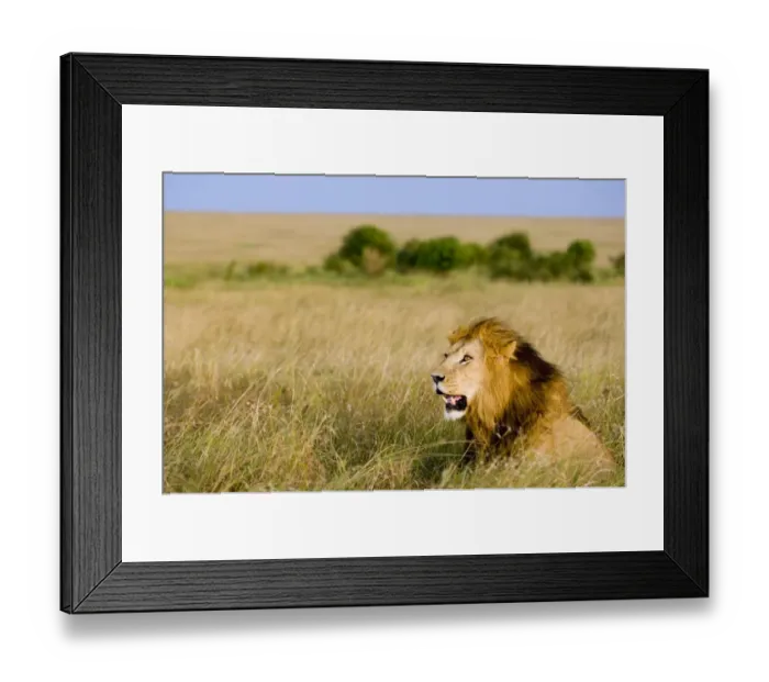 Framed Print : Lion (Panthera leo) adult male, resting in grassland habitat, Masai Mara, Kenya Framed Print : Lion (Panthera leo) adult male, resting in grassland habitat, Masai Mara, Kenya