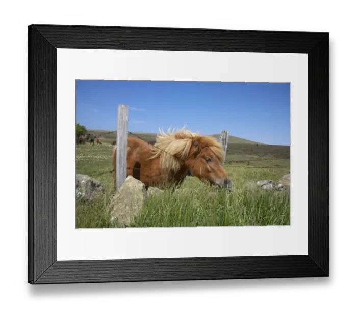 Framed Print : Shetland Pony, adult, grazing, leaning over barbed wire fence to feed, Unst, Shetland Islands, Scotland