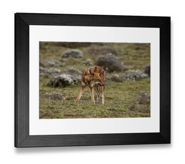 Framed Print : Ethiopian Wolf (Canis simensis) adult, feeding on rodent, on afro-alpine moorland, Bale Mountains, Oromia, Ethiopia Framed Print : Ethiopian Wolf (Canis simensis) adult, feeding on rodent, on afro-alpine moorland, Bale Mountains, Oromia, Ethiopia