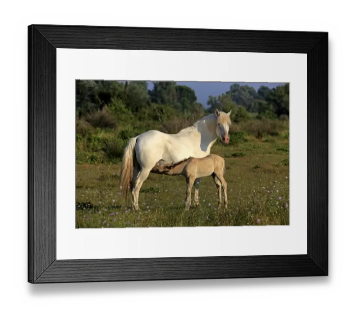 Framed Print : Camargue Horse, mare with foal suckling, Saintes Marie de la Mer, Camargue, Bouches du Rhone, France Framed Print : Camargue Horse, mare with foal suckling, Saintes Marie de la Mer, Camargue, Bouches du Rhone, France