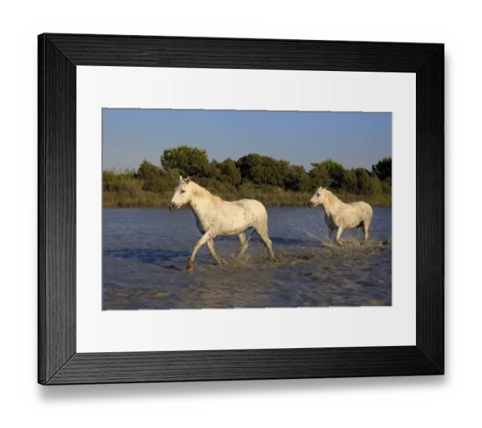 Framed Print : Camargue Horse, two adults, running in water, Saintes Marie de la Mer, Camargue, Bouches du Rhone, France Framed Print : Camargue Horse, two adults, running in water, Saintes Marie de la Mer, Camargue, Bouches du Rhone, France