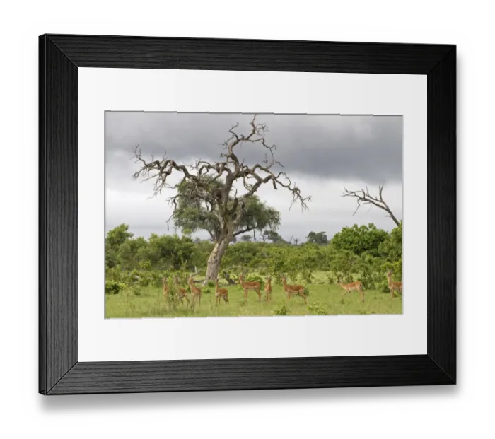 Framed Print : Impala (Aepyceros melampus) adult and immature males, alert herd in habitat, Savute, Chobe N. P. Botswana