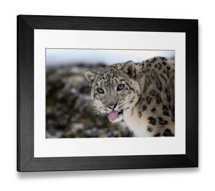 Framed Print : Snow Leopard (Panthera uncia) adult, close-up of head, with tongue out, in snow, winter (captive) Framed Print : Snow Leopard (Panthera uncia) adult, close-up of head, with tongue out, in snow, winter (captive)