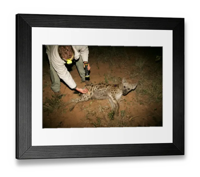 Framed Print : Spotted Hyena (Crocuta crocuta) adult, darted and anaesthetised at night, studyed by scientist during Mun Ya Wana Research Project, Phinda Game Reserve, Kwa-Zulu-Natal, South Africa Framed Print : Spotted Hyena (Crocuta crocuta) adult, darted and anaesthetised at night, studyed by scientist during Mun Ya Wana Research Project, Phinda Game Reserve, Kwa-Zulu-Natal, South Africa
