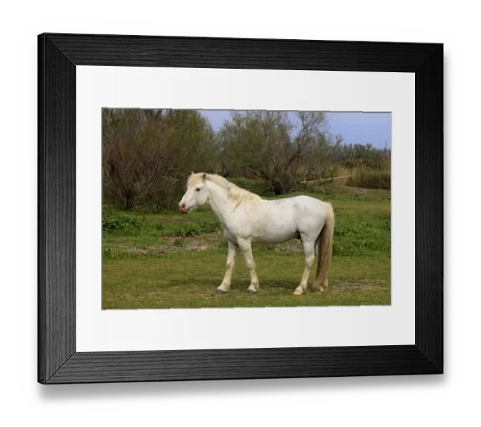 Framed Print : Camargue Horse, mare, standing on grass, Saintes Marie de la Mer, Camargue, Bouches du Rhone, France Framed Print : Camargue Horse, mare, standing on grass, Saintes Marie de la Mer, Camargue, Bouches du Rhone, France