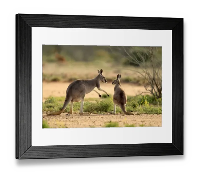 Framed Print : Red Kangaroo (Macropus rufus) adult female with young, standing on bare ground, Sturt N. P. New South Wales, Australia Framed Print : Red Kangaroo (Macropus rufus) adult female with young, standing on bare ground, Sturt N. P. New South Wales, Australia