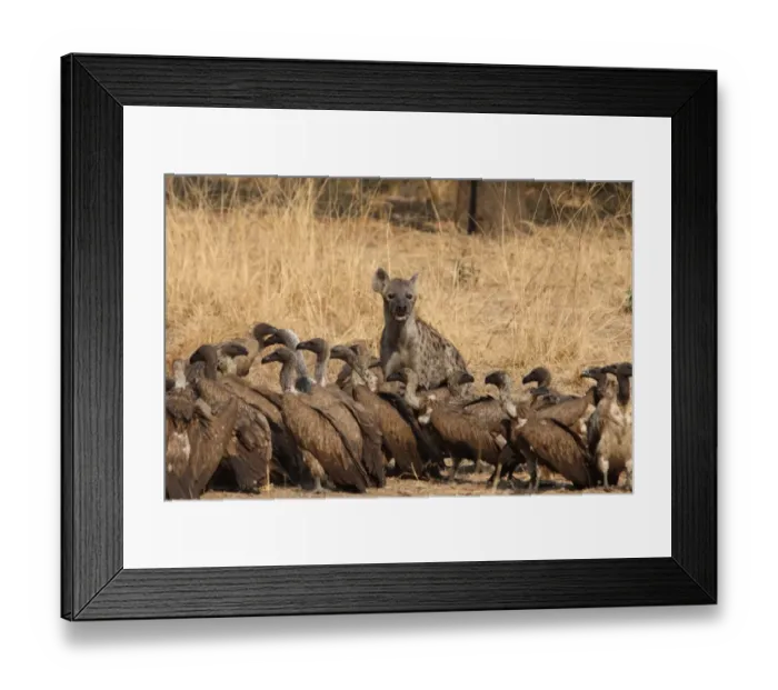 Framed Print : Spotted Hyena (Crocuta crocuta) adult, with White-backed Vulture (Gyps africanus) flock, feeding at African Buffalo (Syncerus caffer) carcass, South Luangwa N. P. Zambia Framed Print : Spotted Hyena (Crocuta crocuta) adult, with White-backed Vulture (Gyps africanus) flock, feeding at African Buffalo (Syncerus caffer) carcass, South Luangwa N. P. Zambia