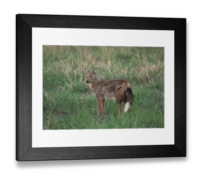 Framed Print : Side-striped Jackal (Canis adustus) adult, standing in grass, Okavango Delta, Botswana Framed Print : Side-striped Jackal (Canis adustus) adult, standing in grass, Okavango Delta, Botswana