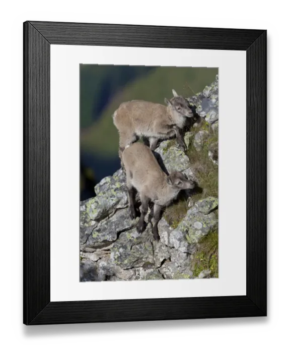Framed Print : Alpine Ibex (Capra ibex) two young, climbing on rocks, Niederhorn, Swiss Alps, Bernese Oberland, Switzerland, august