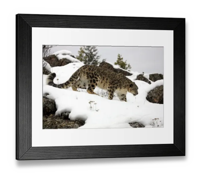 Framed Print : Snow Leopard (Panthera uncia) adult, walking in snow, winter (captive)