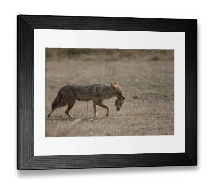 Framed Print : Golden Jackal (Canis aureus) adult, feeding, carrying head of dead Spotted Deer (Axis axis), Kanha N. P. Madhya Pradesh, India Framed Print : Golden Jackal (Canis aureus) adult, feeding, carrying head of dead Spotted Deer (Axis axis), Kanha N. P. Madhya Pradesh, India