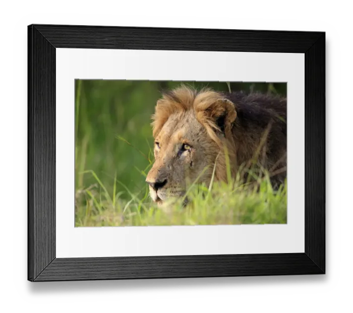 Framed Print : Lion (Panthera leo) adult male, close-up of head, Sabi Sabi Game Reserve, Kruger N. P. South Africa