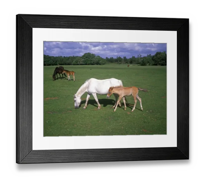 Framed Print : New Forest Pony, mares with foals, grazing on heathland, Brockenhurst, New Forest, Hampshire, England Framed Print : New Forest Pony, mares with foals, grazing on heathland, Brockenhurst, New Forest, Hampshire, England