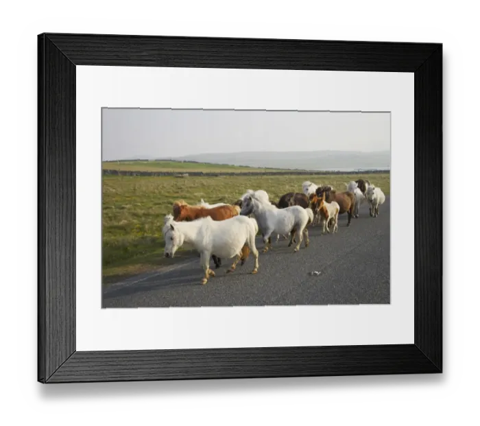 Framed Print : Shetland Pony, mares and foals, herd walking along road, Unst, Shetland Islands, Scotland Framed Print : Shetland Pony, mares and foals, herd walking along road, Unst, Shetland Islands, Scotland