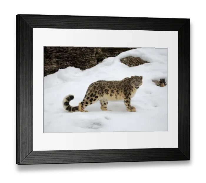 Framed Print : Snow Leopard (Panthera uncia) adult, standing in snow, winter (captive) Framed Print : Snow Leopard (Panthera uncia) adult, standing in snow, winter (captive)