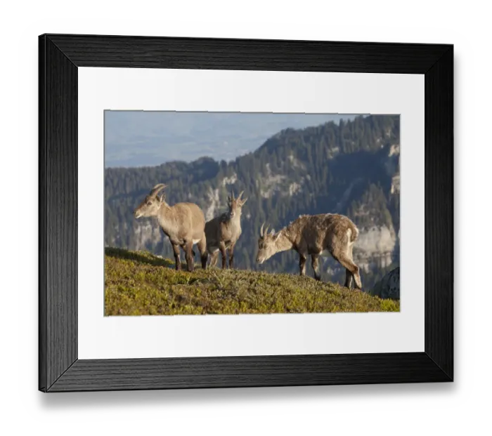 Framed Print : Alpine Ibex (Capra ibex) three adult females, standing in alpine meadow, Niederhorn, Swiss Alps, Bernese Oberland, Switzerland, may