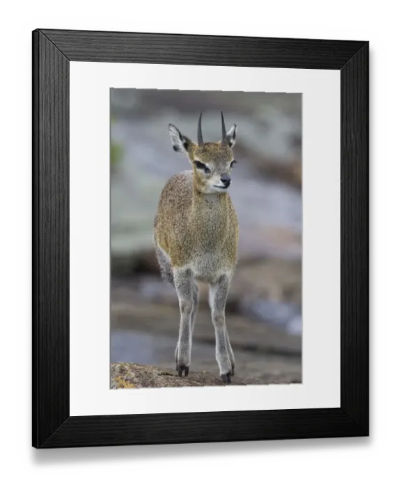 Framed Print : Klipspringer (Oreotragus oreotragus) adult, standing on rock, Serengeti N. P. Tanzania, november Framed Print : Klipspringer (Oreotragus oreotragus) adult, standing on rock, Serengeti N. P. Tanzania, november