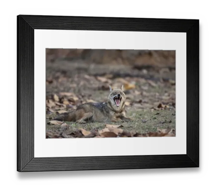 Framed Print : Golden Jackal (Canis aureus) adult, yawning, resting in forest, Kanha N. P. Madhya Pradesh, India Framed Print : Golden Jackal (Canis aureus) adult, yawning, resting in forest, Kanha N. P. Madhya Pradesh, India